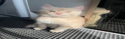 Mixed Breed cats for sale: 3/4 Maine Coon Polydactyl Kittens - Advert 7