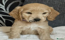 Cocker Spaniel dogs for sale: BEAUTIFUL COCKER SPANIEL PUPPIES - Image 7