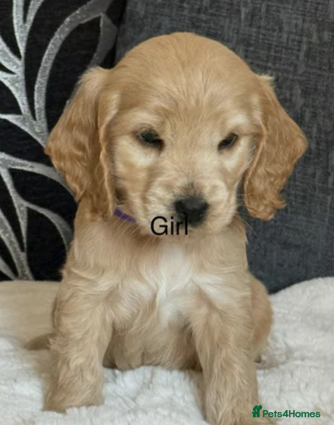 Cocker Spaniel dogs for sale: BEAUTIFUL COCKER SPANIEL PUPPIES - Image 7