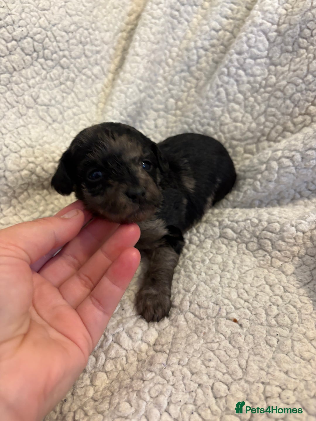 Jackapoo dogs for sale: Beautiful jackapoo’s  - Image 13