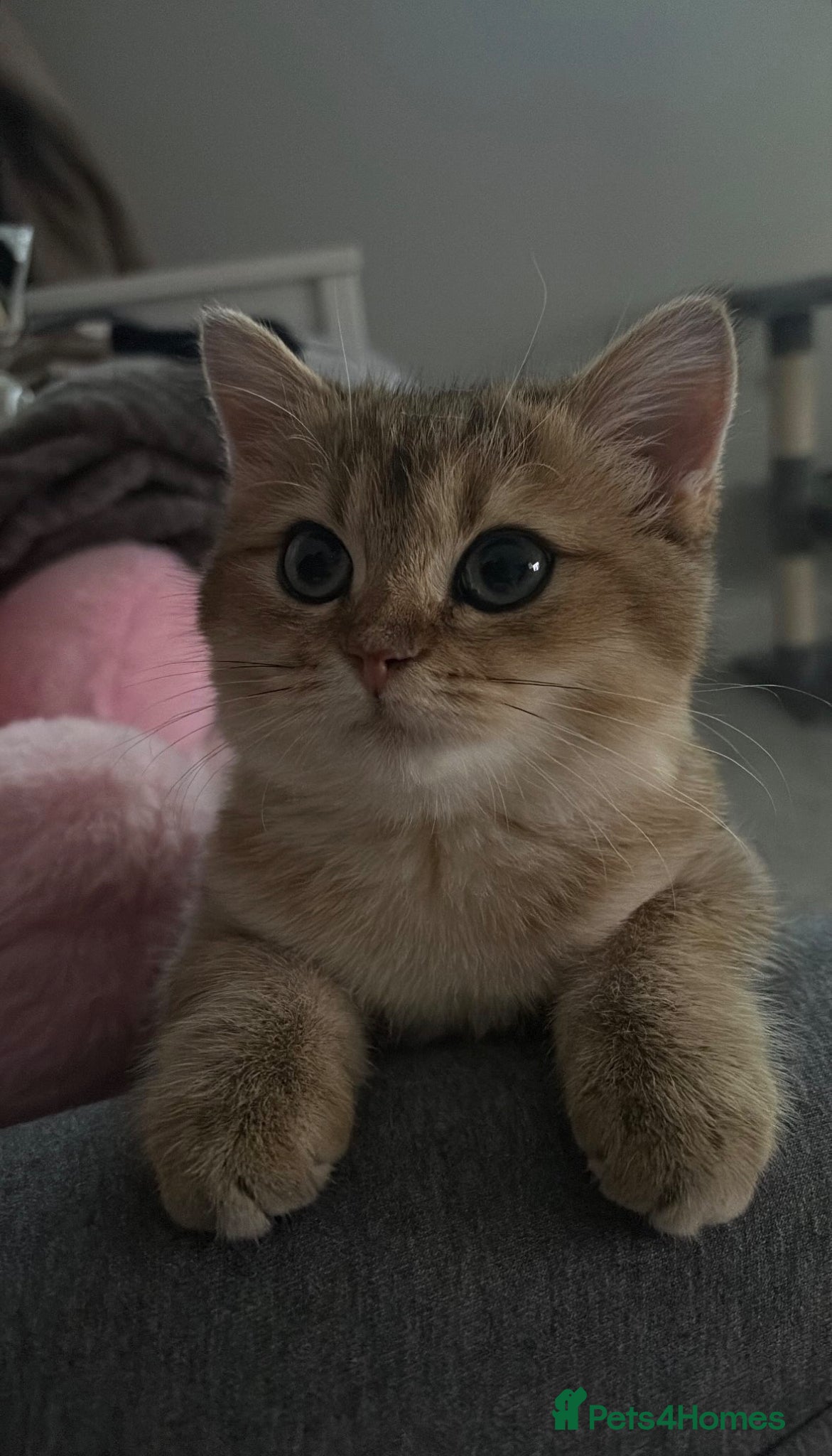 British Shorthair cats British short hair  - Advert 1