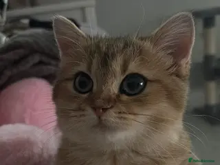 British Shorthair cats British short hair - Advert 1