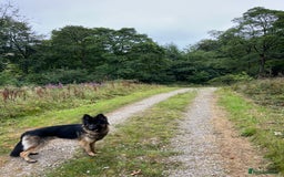 German Shepherd dogs for sale: Maximus, 18 months old - Image 4