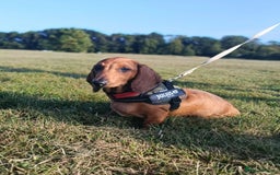 Dachshund dogs for sale: READY NOW-Champions Line Standard Dachshund KC REG in Coventry - Image 6