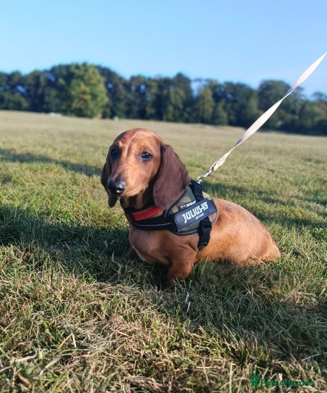 Dachshund dogs for sale: READY NOW-Champions Line Standard Dachshund KC REG in Coventry - Image 6