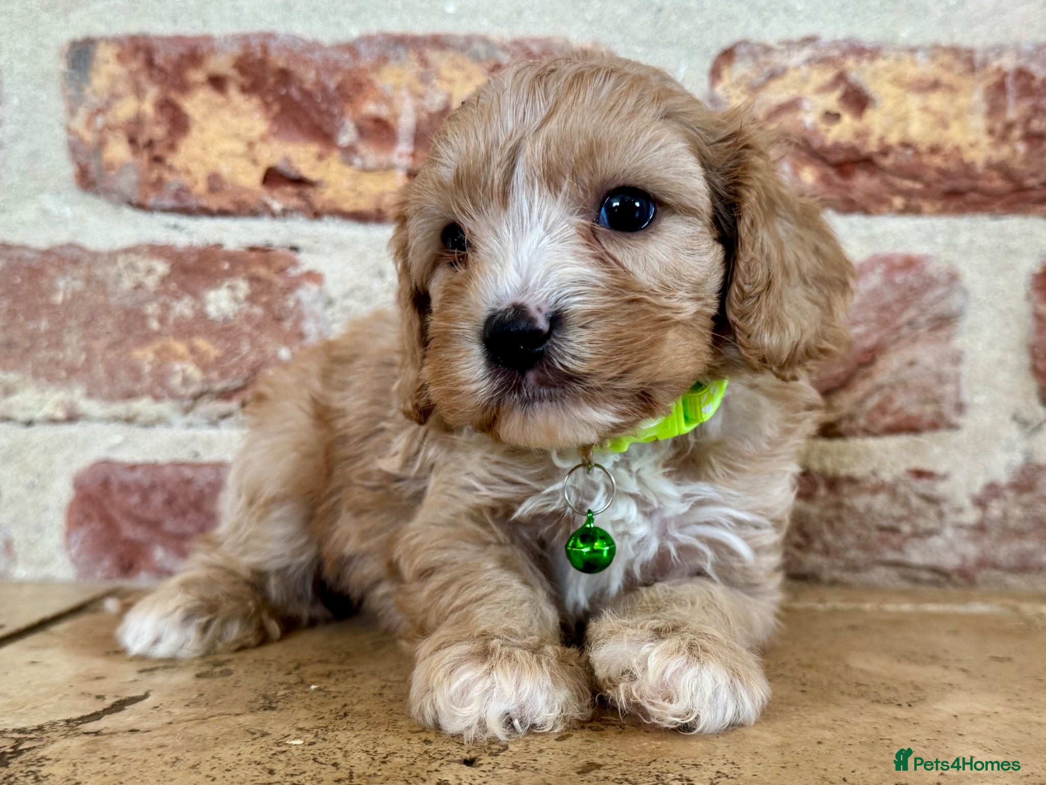 Cavapoo dogs F1 cavapoo males 💙💚 - Advert 1