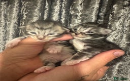 Maine Coon cats for sale: XXL Maine coons ready November  - Image 7
