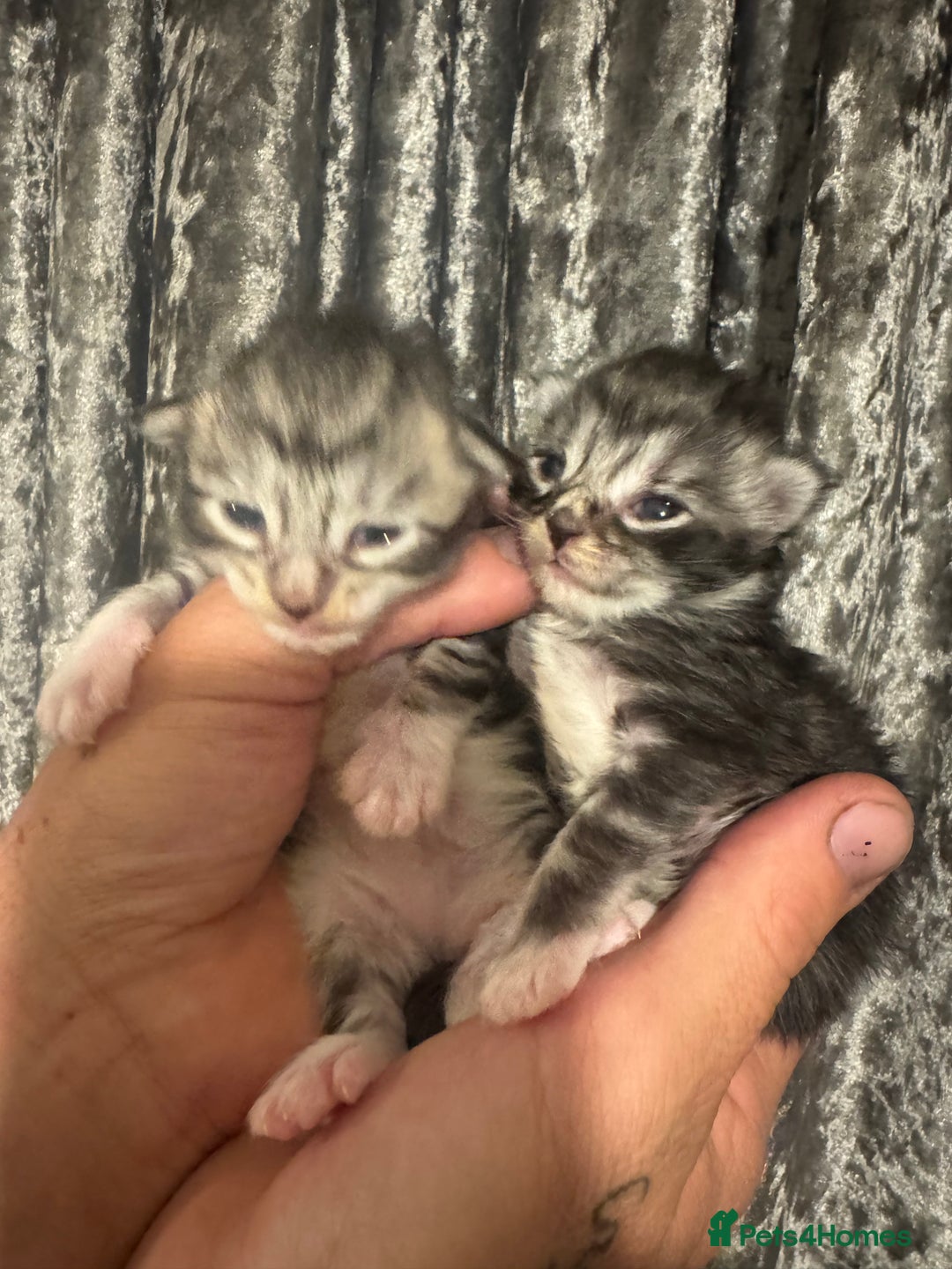 Maine Coon cats for sale: XXL Maine coons ready November  - Image 7