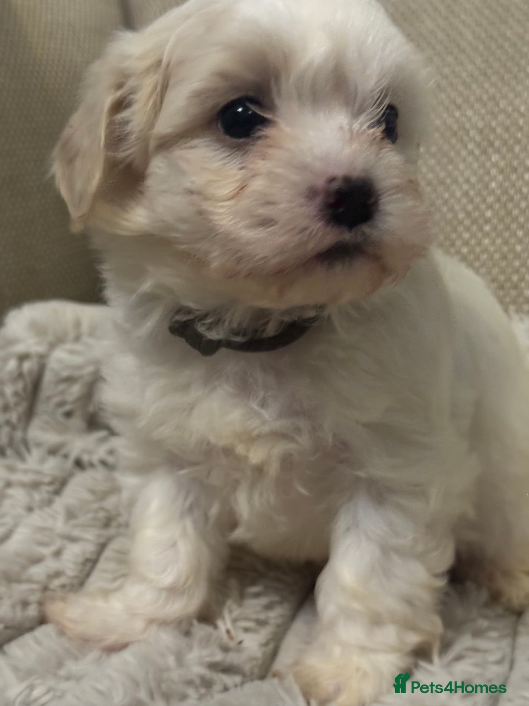 Mixed Breed dogs for sale: Two Gorgeous Puppies Remaining!  - Advert 15