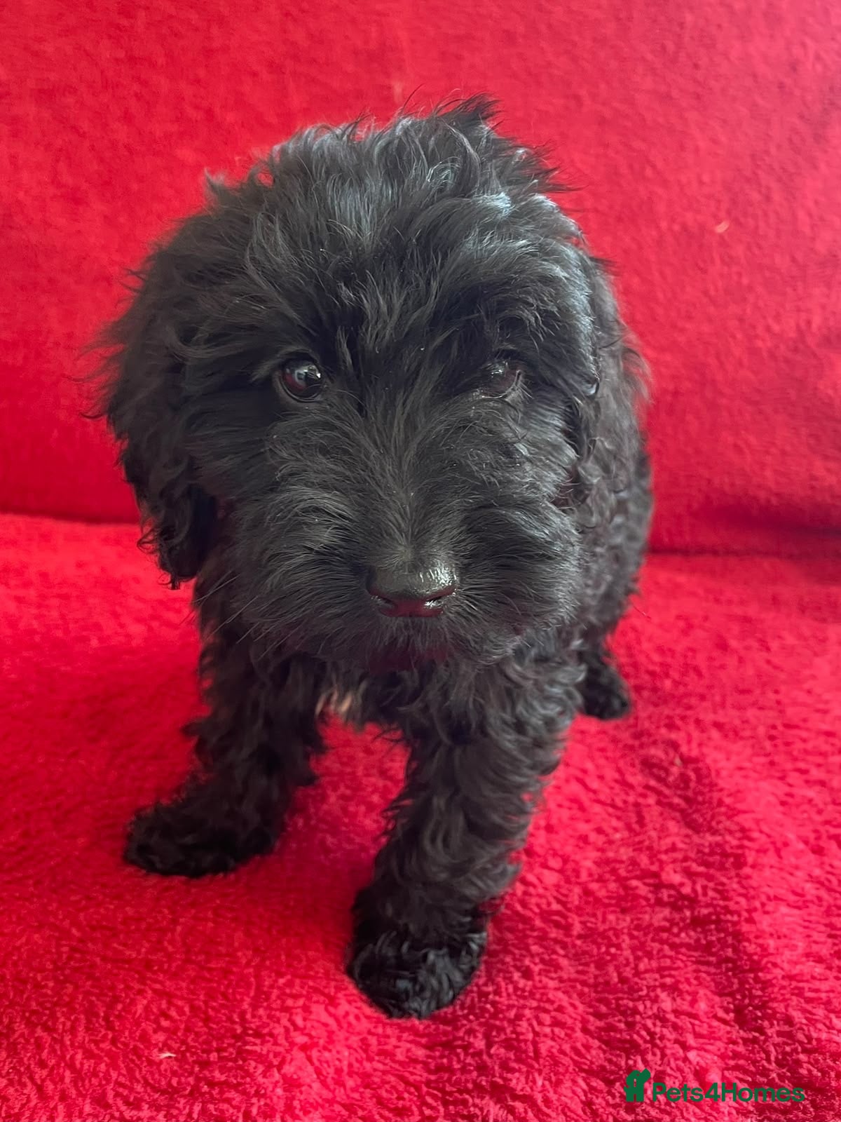 Cockapoo dogs F1 Black Cockapoo puppies - Advert 1