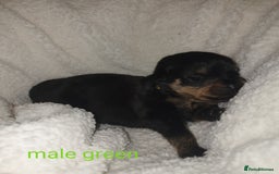 Rottweiler dogs for sale: Chunky big boned rottweilers  - Image 17