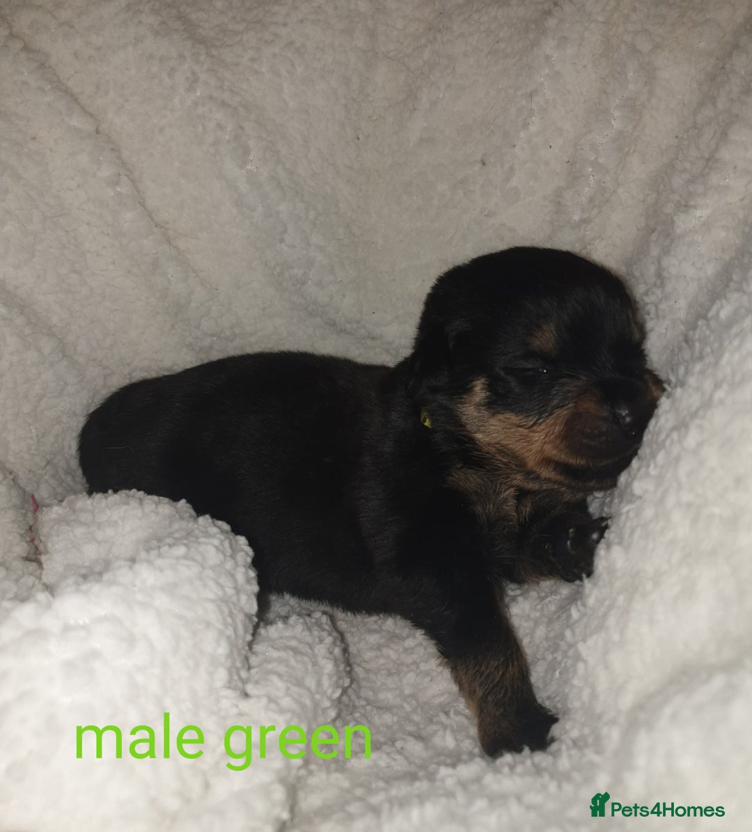 Rottweiler dogs for sale: Chunky big boned rottweilers  - Image 17