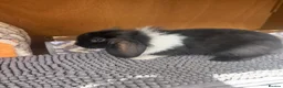 Mini Lion Lop rabbits for sale: Mini Lion Lop baby bunnies For Sale - Advert 4