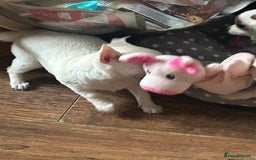 Chihuahua dogs for sale: Puppies chihuahuas 1 boy and 2 little princesses  - Image 25