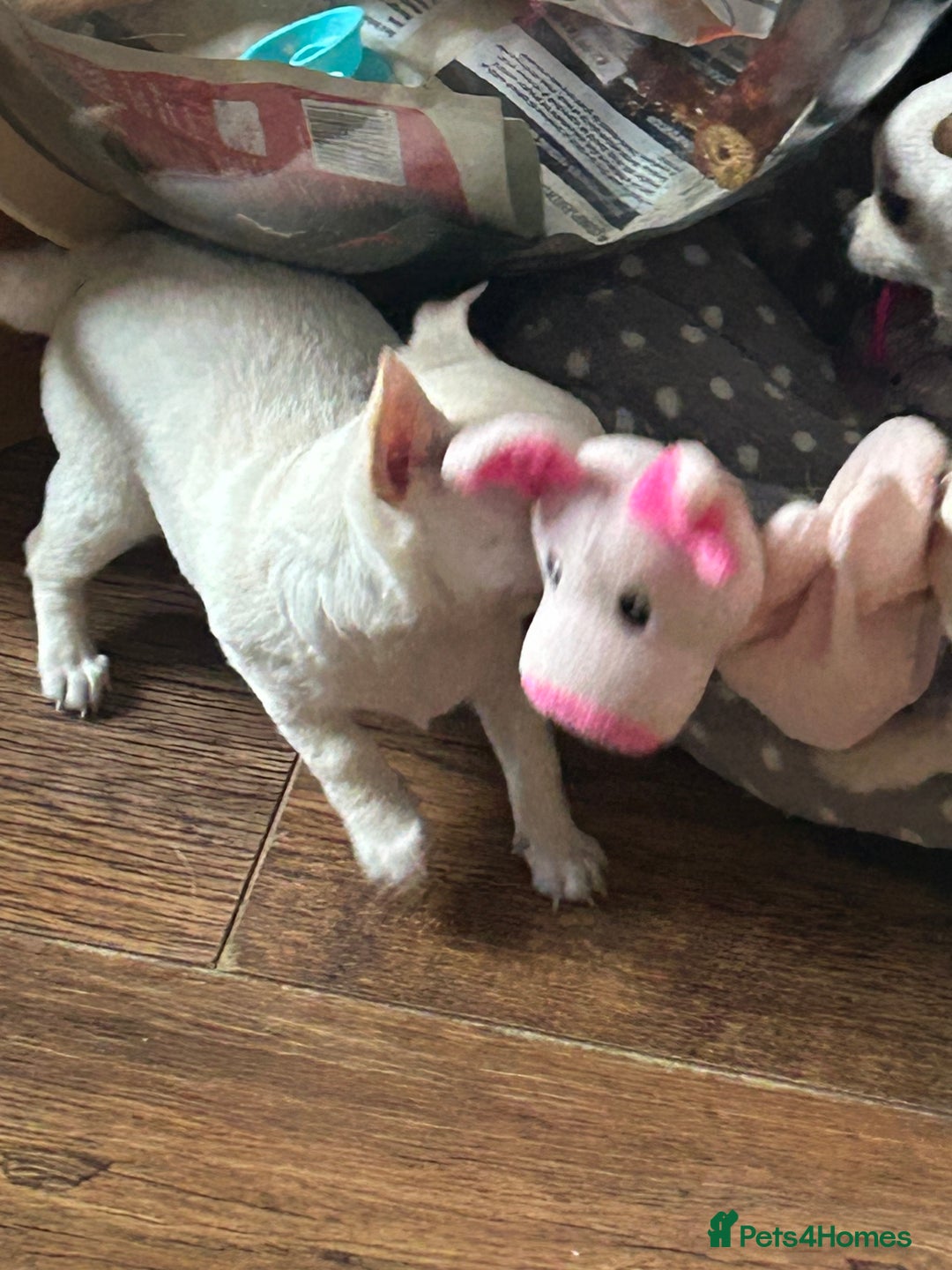 Chihuahua dogs for sale: Puppies chihuahuas 1 boy and 2 little princesses  - Image 25