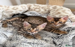 Bengal cats for sale: Pure Bengal Kittens, Ready NOW  - Image 20