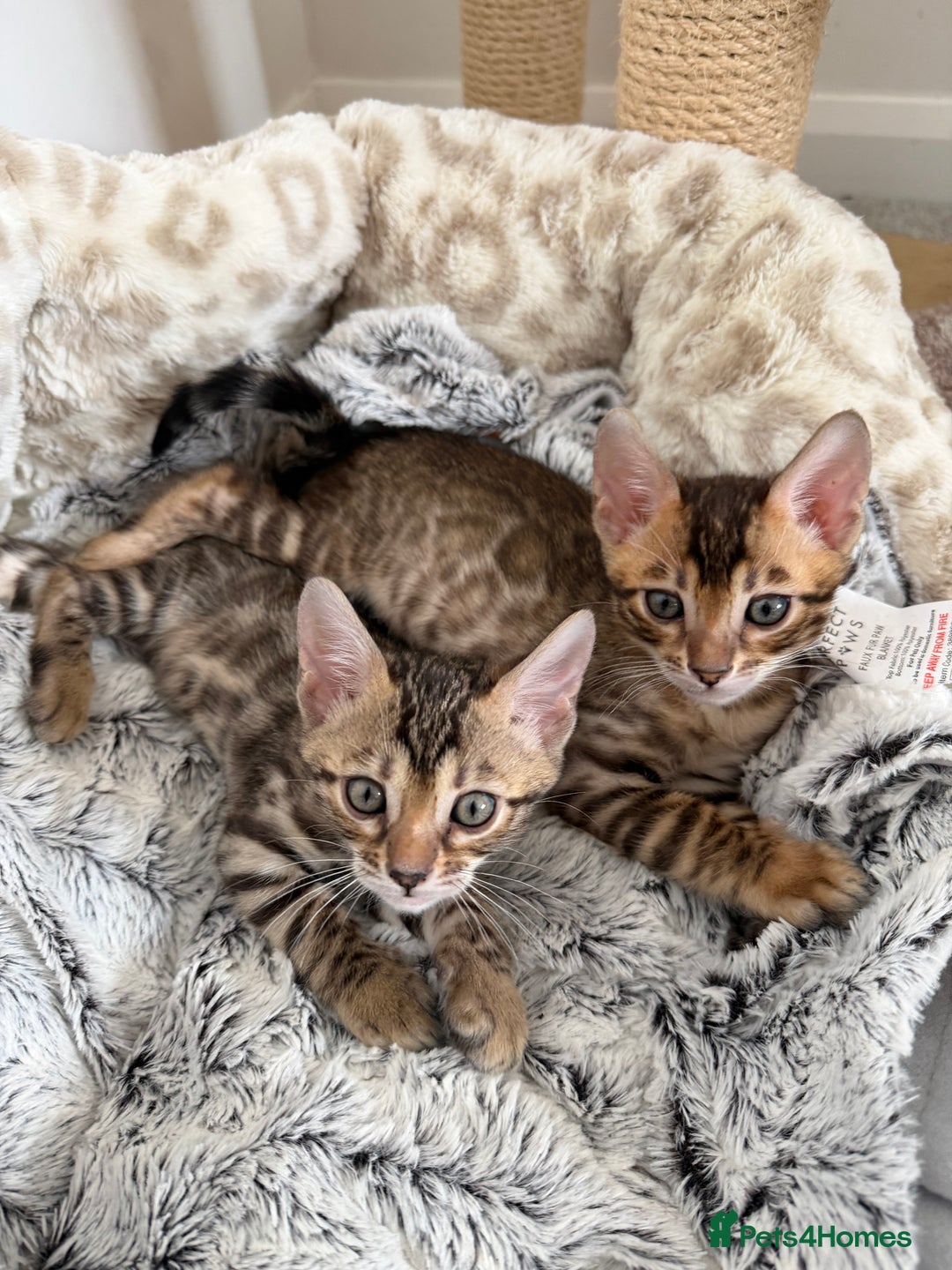 Bengal cats for sale: Pure Bengal Kittens, Ready NOW  - Image 20