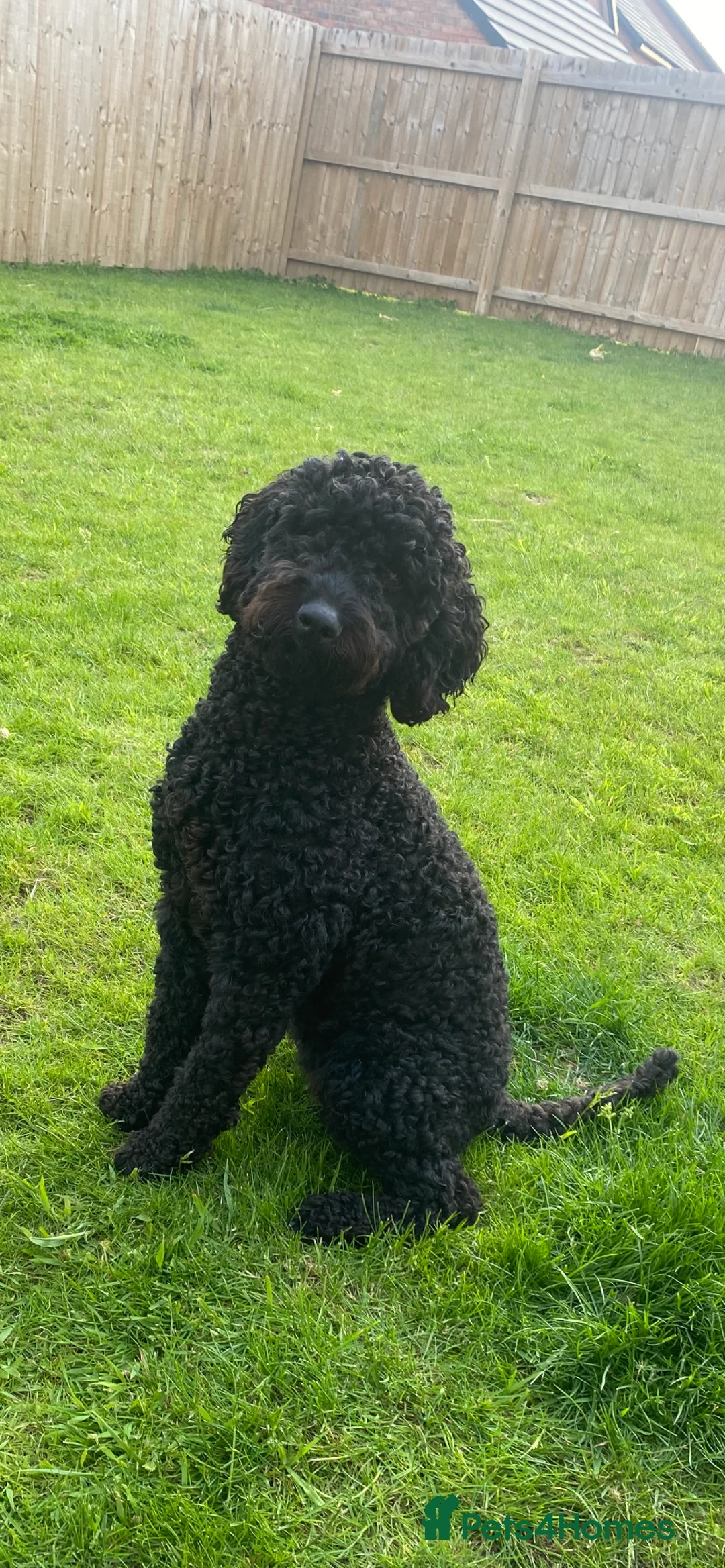 Mixed Breed dogs for sale: Gorgeous litter of 7 now  - Advert 17