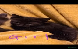 Mixed Breed cats for sale: Beautiful half ragdoll kittens - Image 5