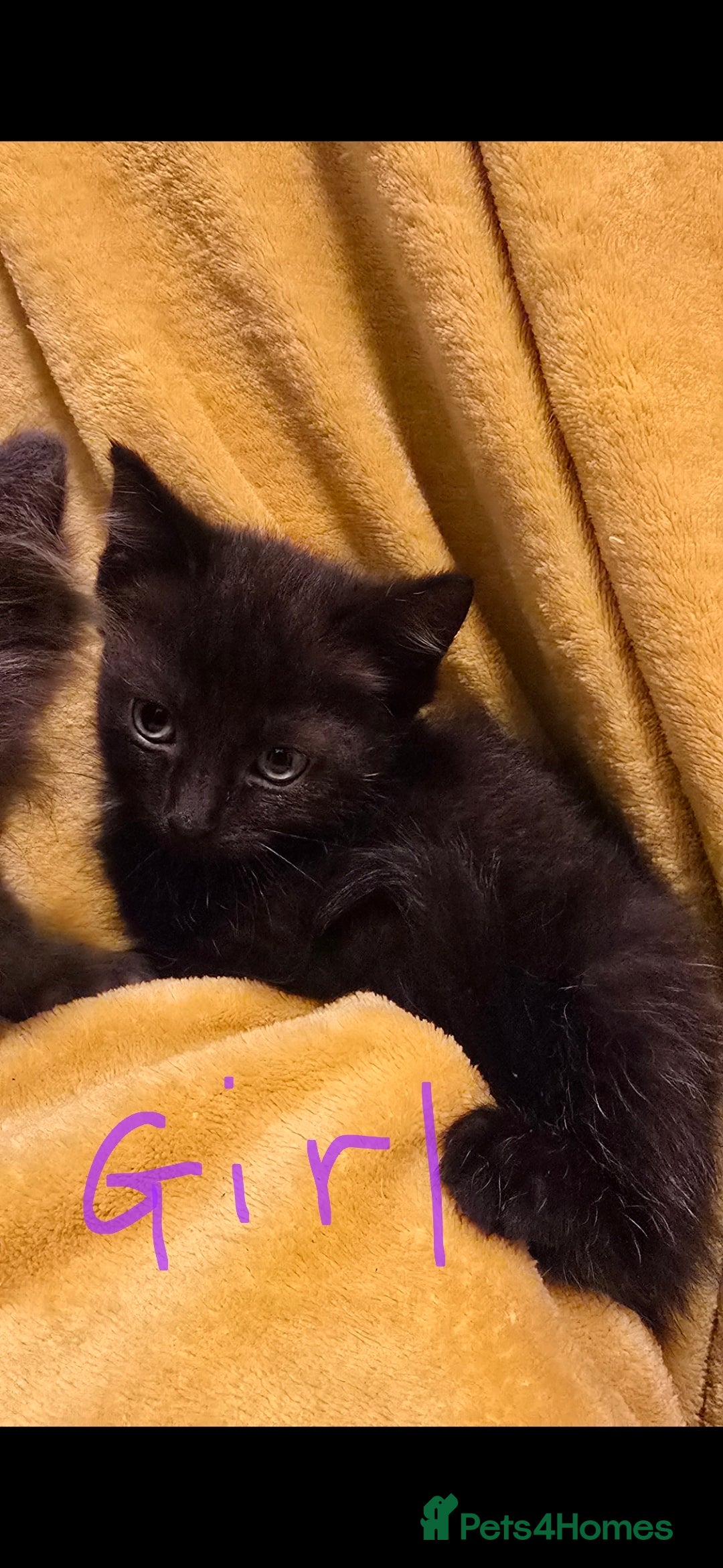 Mixed Breed cats for sale: Beautiful half ragdoll kittens - Image 5