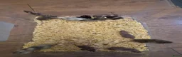 Mouse rodents for sale: Fancy pet mice for sale £8 each  in Manchester - Advert 5