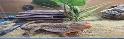 Dragon reptiles for sale: Beautiful 7-Month Bearded Dragon & Complete Setup - Advert 8