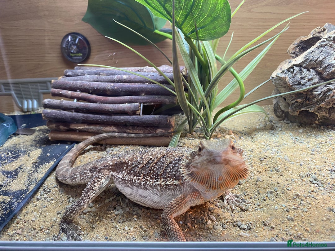 Dragon reptiles for sale: Beautiful 7-Month Bearded Dragon & Complete Setup - Advert 8