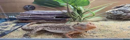 Dragon reptiles for sale: Beautiful 7-Month Bearded Dragon & Complete Setup - Advert 8