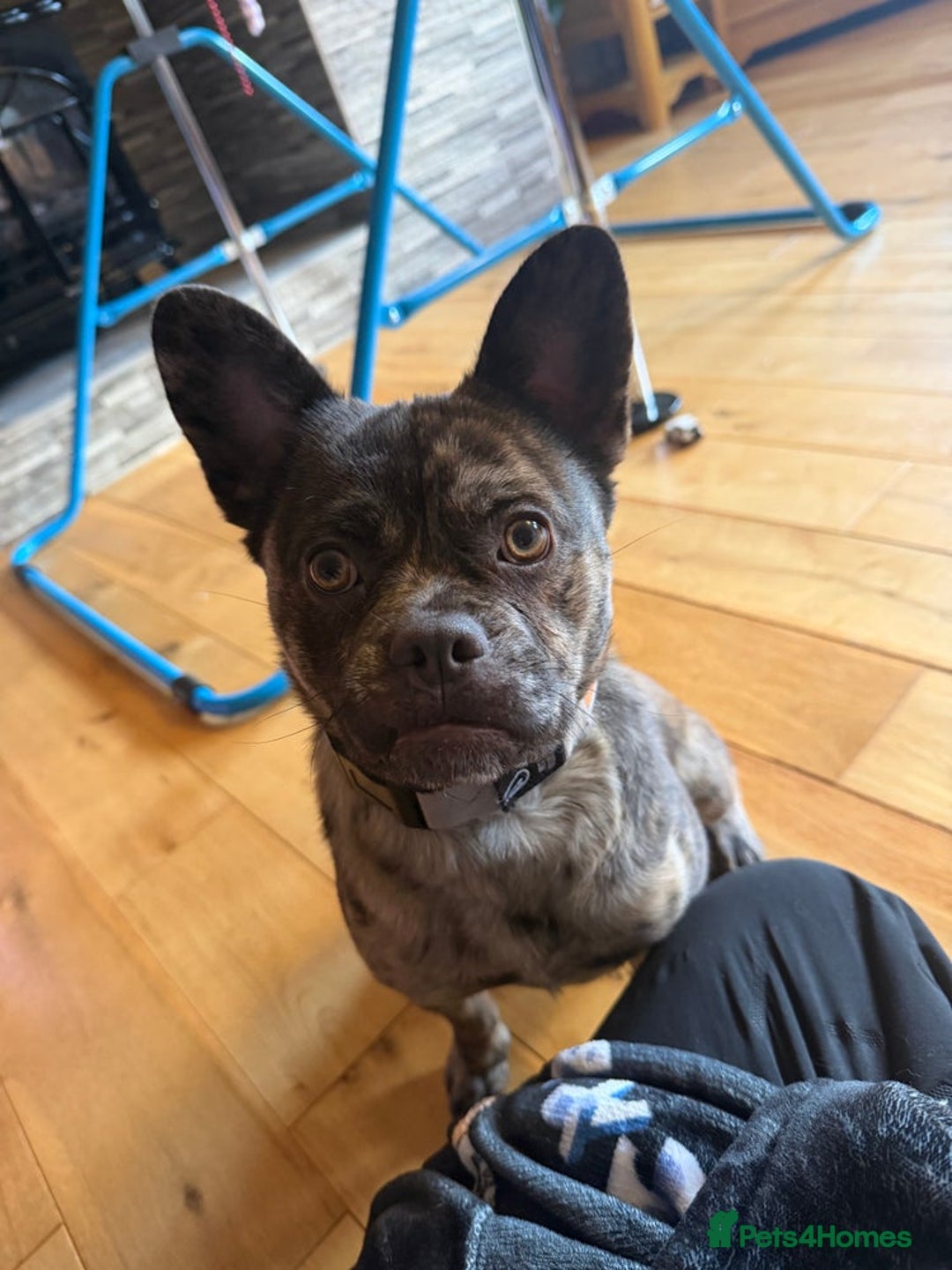 Frug dogs for sale: Frenchie X  - Advert 1