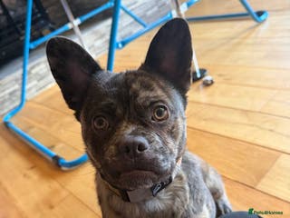 Frug dogs Frenchie X - Advert 7