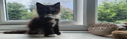 Norwegian Forest Cat cats for sale: Beautiful pedigree Norwegian Forest kittens  - Advert 21