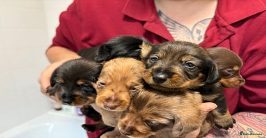 Mixed Breed dogs - Advert 1