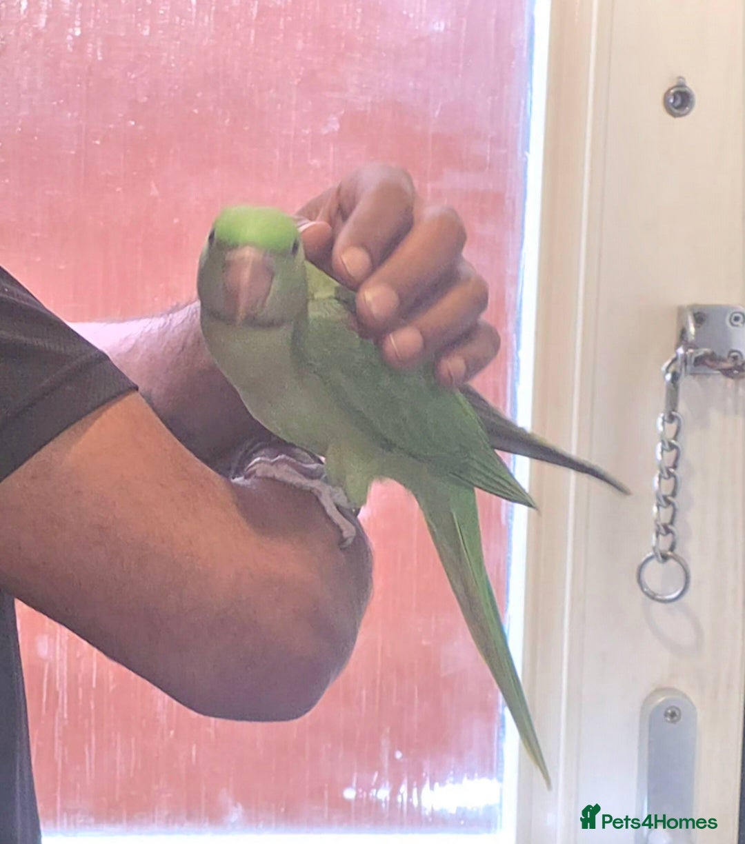 Parakeets birds Hand-Reared Baby Alexanderine Ready Now  - Advert 4
