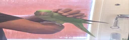 Parakeets birds for sale: Hand-Reared Baby Alexanderine Ready Now  - Advert 1