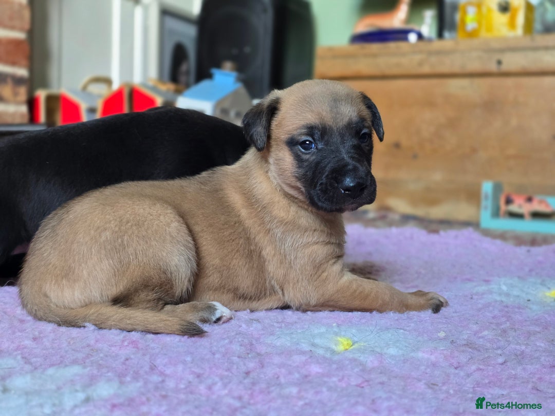 Whippet dogs for sale: Raven & Dobby   kc whippets - Advert 9