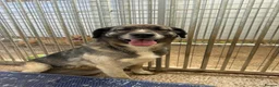 Mixed Breed dogs for adoption: Tully is waiting for a family  - Advert 7