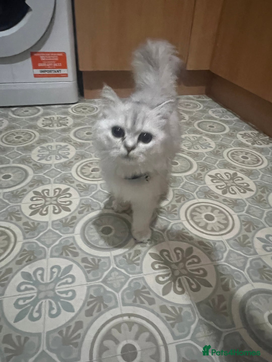 Persian cats for sale: Persian chinchilla kittens in Manchester - Image 7