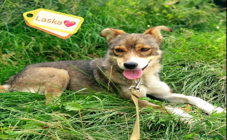 Mixed Breed dogs - Advert 12