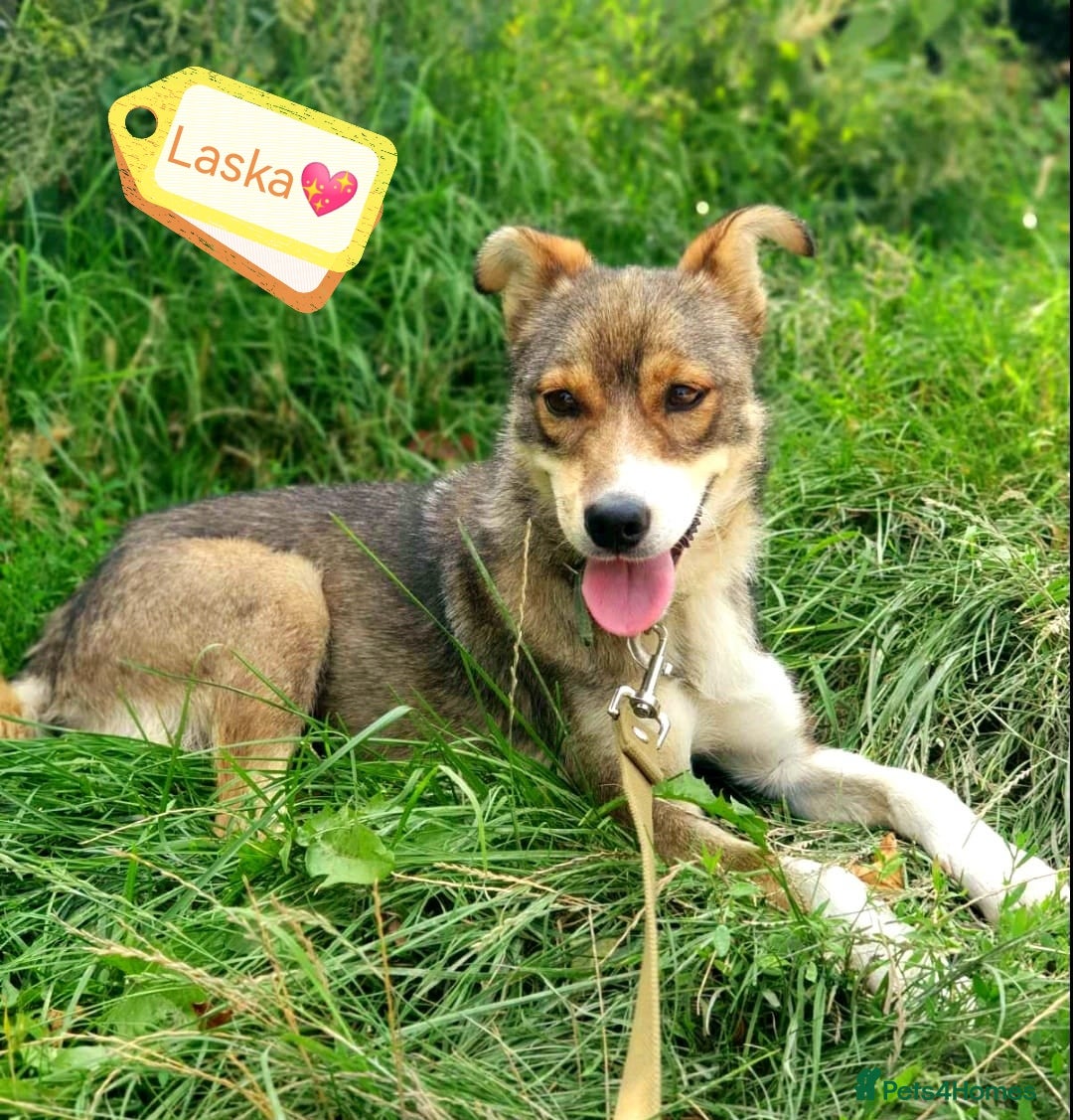 Mixed Breed dogs for adoption: 💖🐶 LASKA 🐶💖 - Image 1