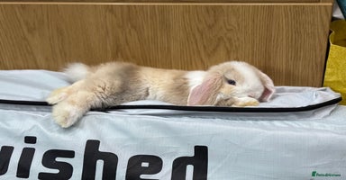Mini Lop rabbits - Advert 9