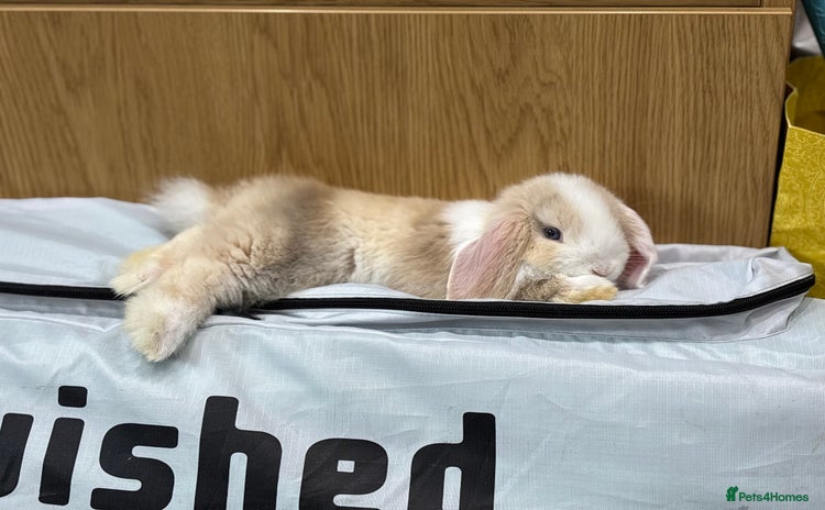 Mini Lop rabbits - Advert 1