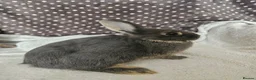 Netherland Dwarf rabbits for sale: Blue Netherland Dwarf bunnies  - Advert 9