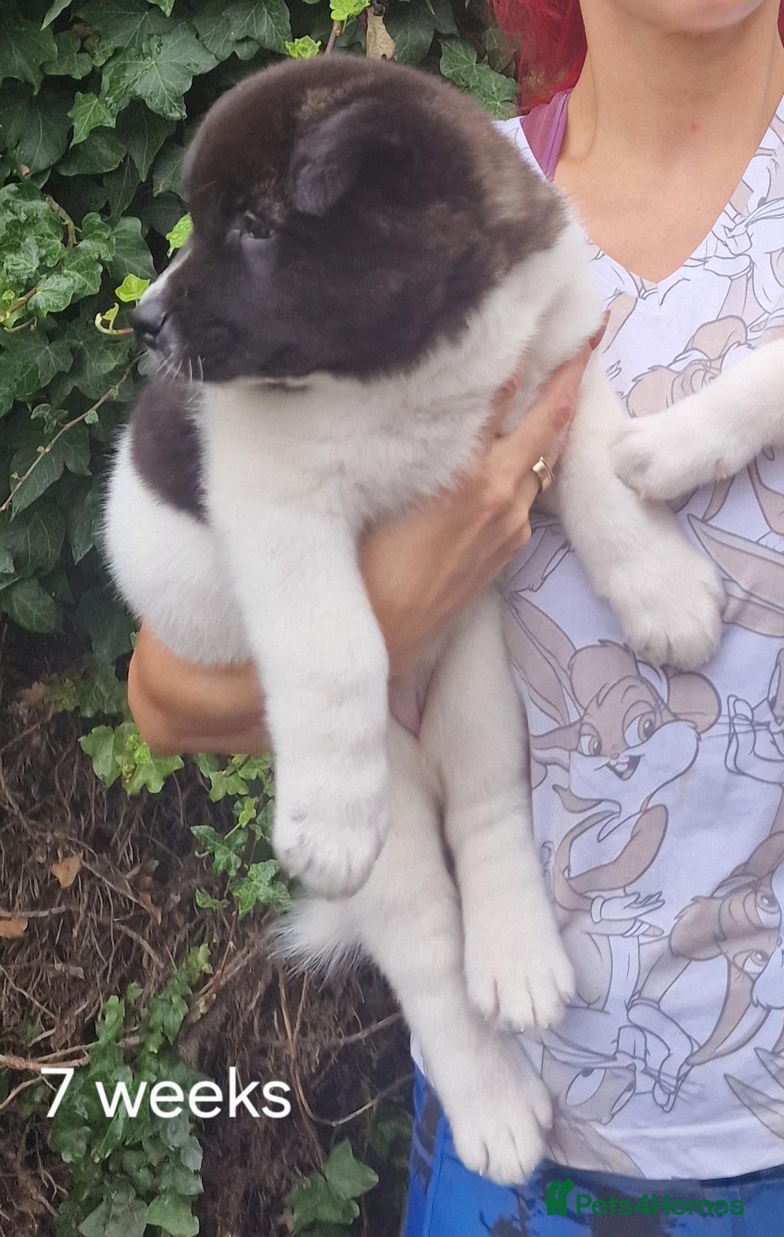 Akita dogs Pedigree mum,dad pure breed, 1 girl pup available  - Advert 19