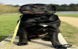 Mixed Breed dogs for sale: Rare breeding American x Bulldog x Cane Corso Pups - Image 4