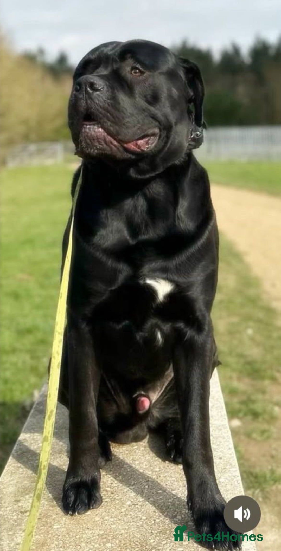 Mixed Breed dogs for sale: Rare breeding American x Bulldog x Cane Corso Pups - Image 4