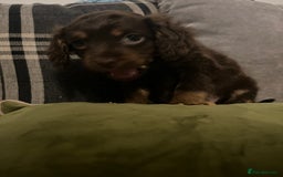 Cockapoo dogs for sale: Amazing cockerpoo pups for sale  - Image 2