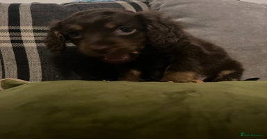 Cockapoo dogs - Advert 5