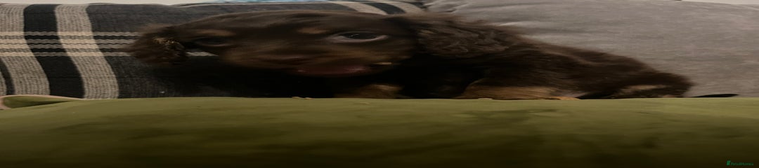Cockapoo Puppy 2