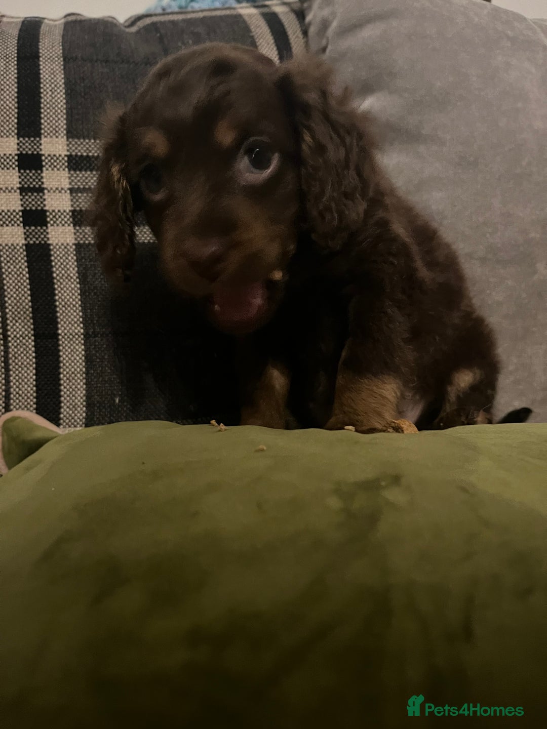 Cockapoo dogs for sale: Amazing cockerpoo pups for sale  - Image 2