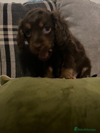 Cockapoo dogs - Advert 9